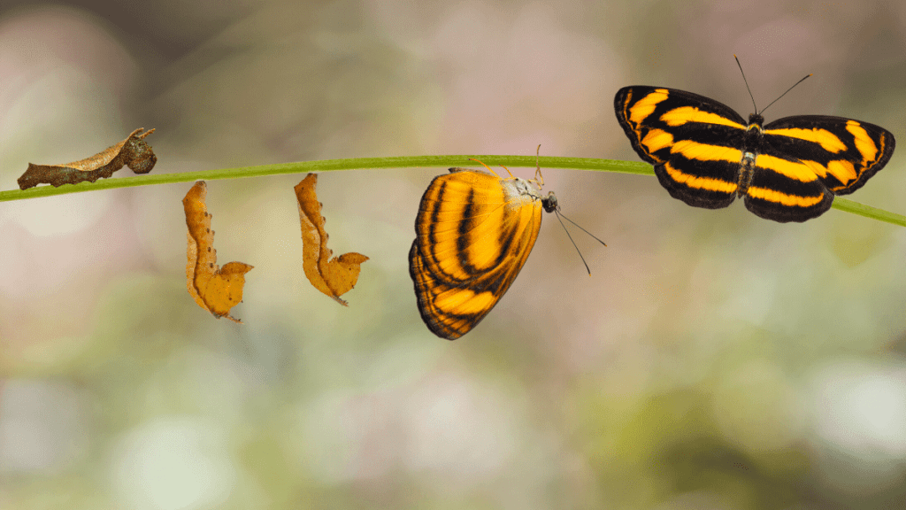 Cocoons transforming into a butterfly representing Transformational Leadership Style