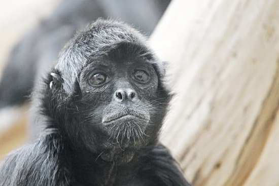 Image of a monkey with a confused look representing a confused leader, supervisor, boss, manager for leadership myths section.