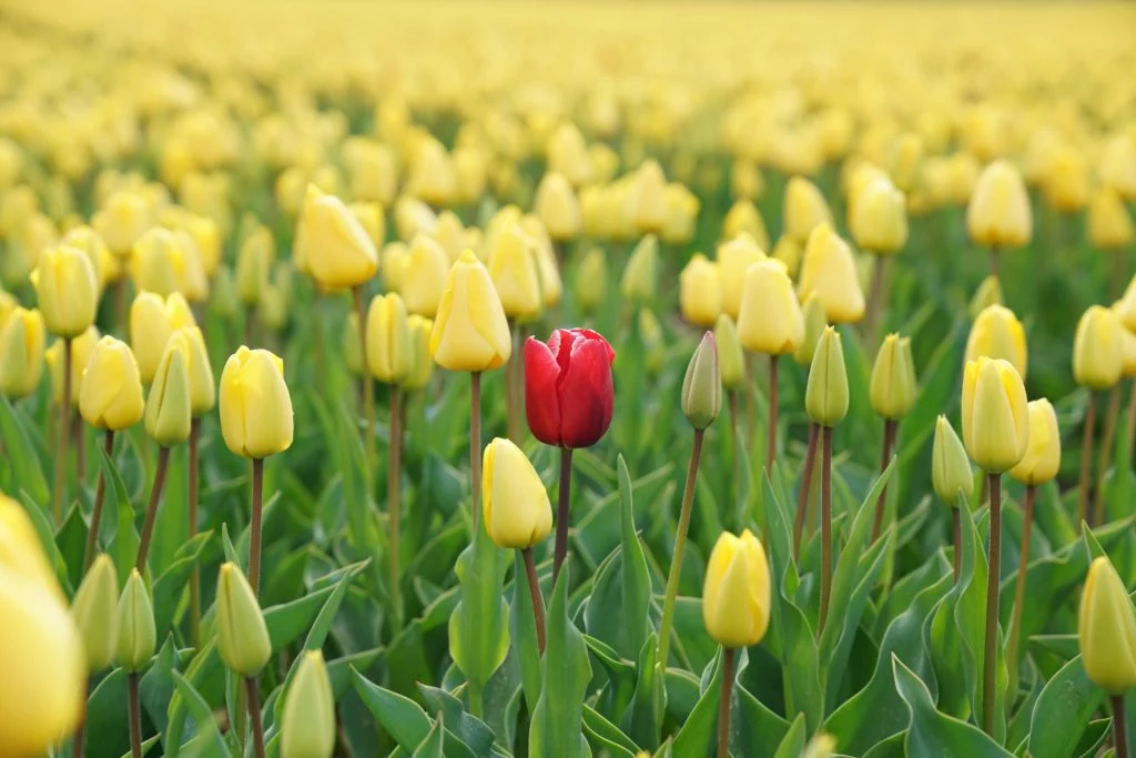 Image of one red rose in a field of yellow roses representing the individuality of each employee.  The first of the employee engagement tactics.