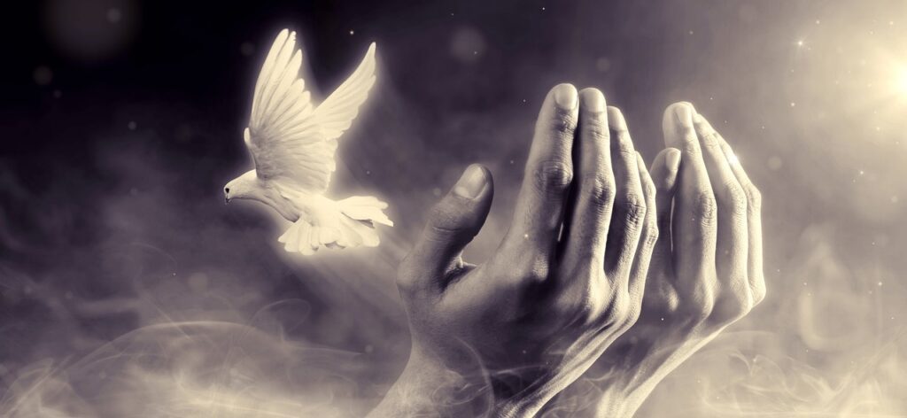 dove, hands, peace