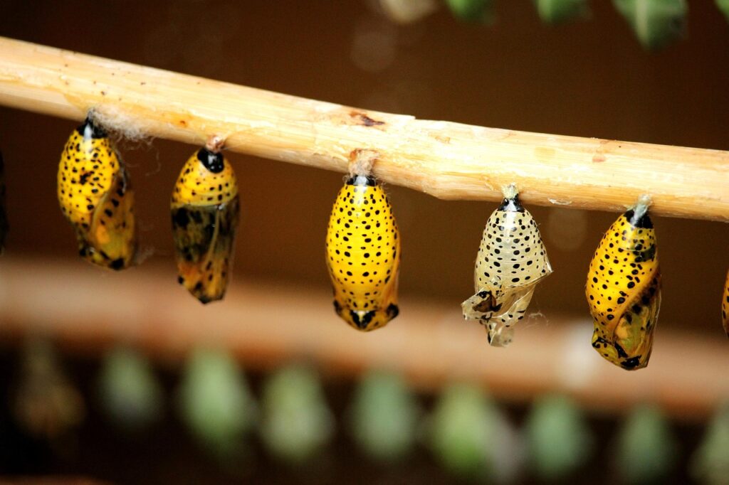 cocoons, butterfly cocoons, metamorphosis