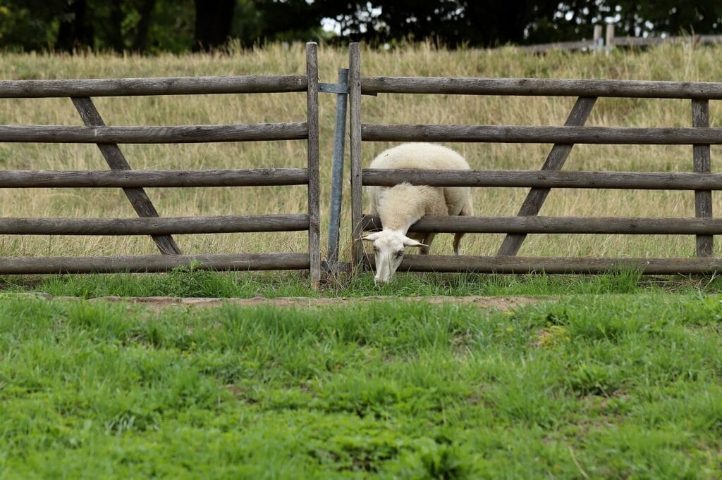 sheep, graze, gate