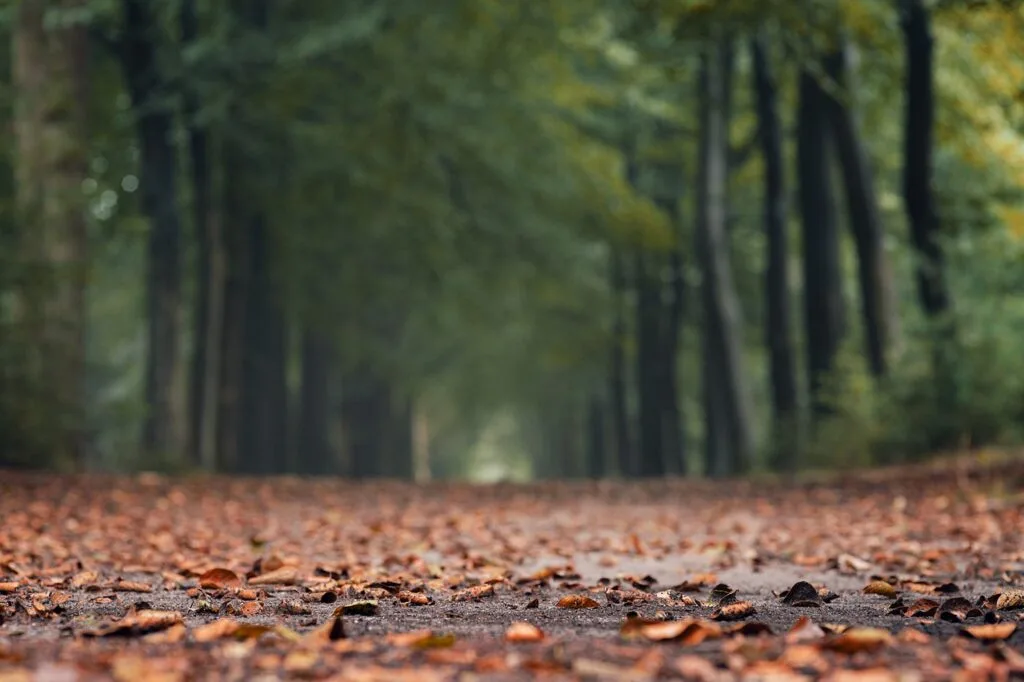 autumn, leaves, trees